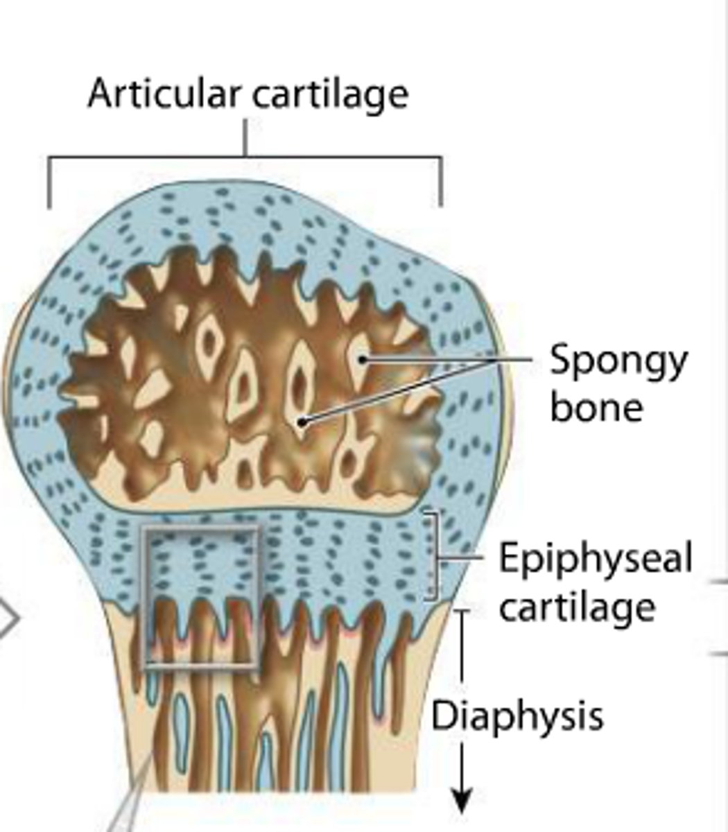 <p>epiphyseal plates ossify and form epiphyseal lines</p>
