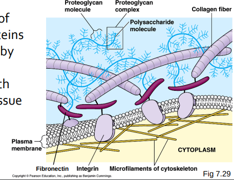 * A matrix of glycoproteins 
* Secreted by cells 
* Varies with type of tissue