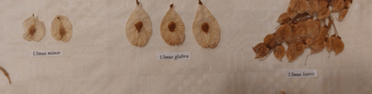 <p>porovnání ulmus</p>