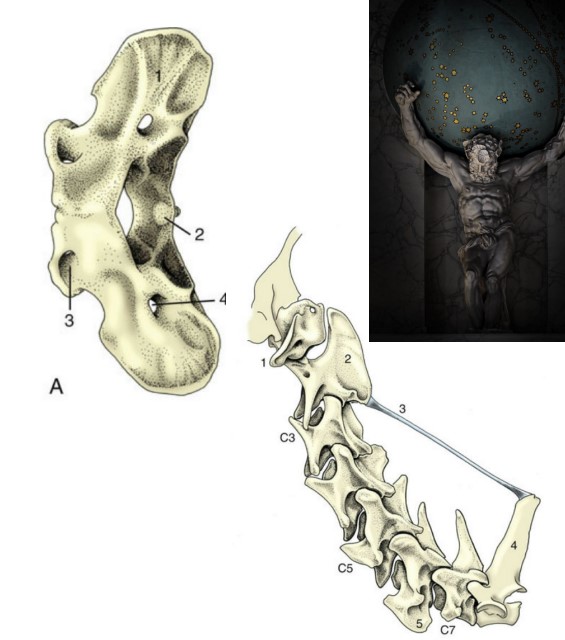 * C1 vertebra
* Supports the head
* Articulates with the occipital condyles of the skull to atlanto-occipital joint
* Flexion/extension of the head (“yes”)
* No body or spinous process, instead, has wings