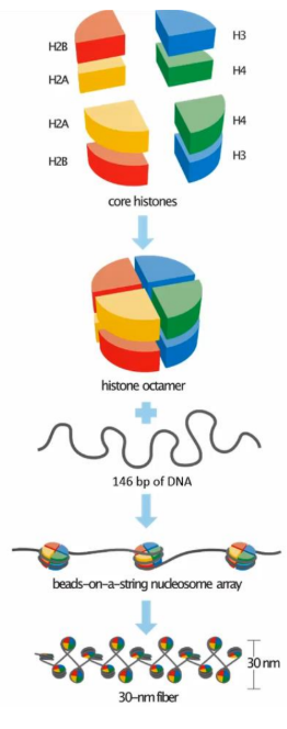 <p>-Facilitate chromosome packaging in eukaryotic cells</p><p>-Positively charged since they contain many amino acids with basic side chains.</p><p>-Has 5 types: H1, H2A, H2B, H3, and H4, by which the histone octamer has 2 (except H1) of each.</p>