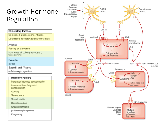 <p>Pathway:</p><ol><li><p>GHrH secretion from hypothalamus</p></li><li><p>Acts on somatotropes to induce GH synthesis</p></li><li><p>GH acts directly on adipose, muscle, and hepatocytes to induce secretion of IGF-1 (insulin-like growth factor 1)</p></li><li><p>IGF-1 results in physical growth effects (visceral organs and bone and cartilage)</p></li></ol><p>Stimulatory:</p><ul><li><p>IGF-1 positively regulates Somatostatin release</p></li><li><p>Decreased Glucose &amp; FA concentration, fasting/starvation (b/c GH counter regulates insulin!)</p></li><li><p>Exercise and stress (b/c GH protects against too much insulin)</p></li><li><p>Hormones of puberty (estrogen/testosterone)</p></li></ul><p>Inhibitory:</p><ul><li><p>GH negatively regulates GHrH secretion</p></li><li><p>IGF-1 negatively regulates GH secretion</p></li><li><p>Somatostatin reduces GH release</p></li><li><p>Increased Glucose &amp; FA concentration, obesity, and senescence (lots of glucose around)</p></li><li><p>Somatostatin, Somatomedins (IGF-1), GH</p></li></ul><p></p>