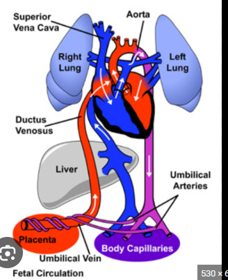 <p>temporary blood vessel present in fetus that connect the umbilical vein to the inferior vena cava → allowing oxygenated blood from the placenta to bypass the liver and directy into the fetal heart, ensuring proper oxygenation </p>