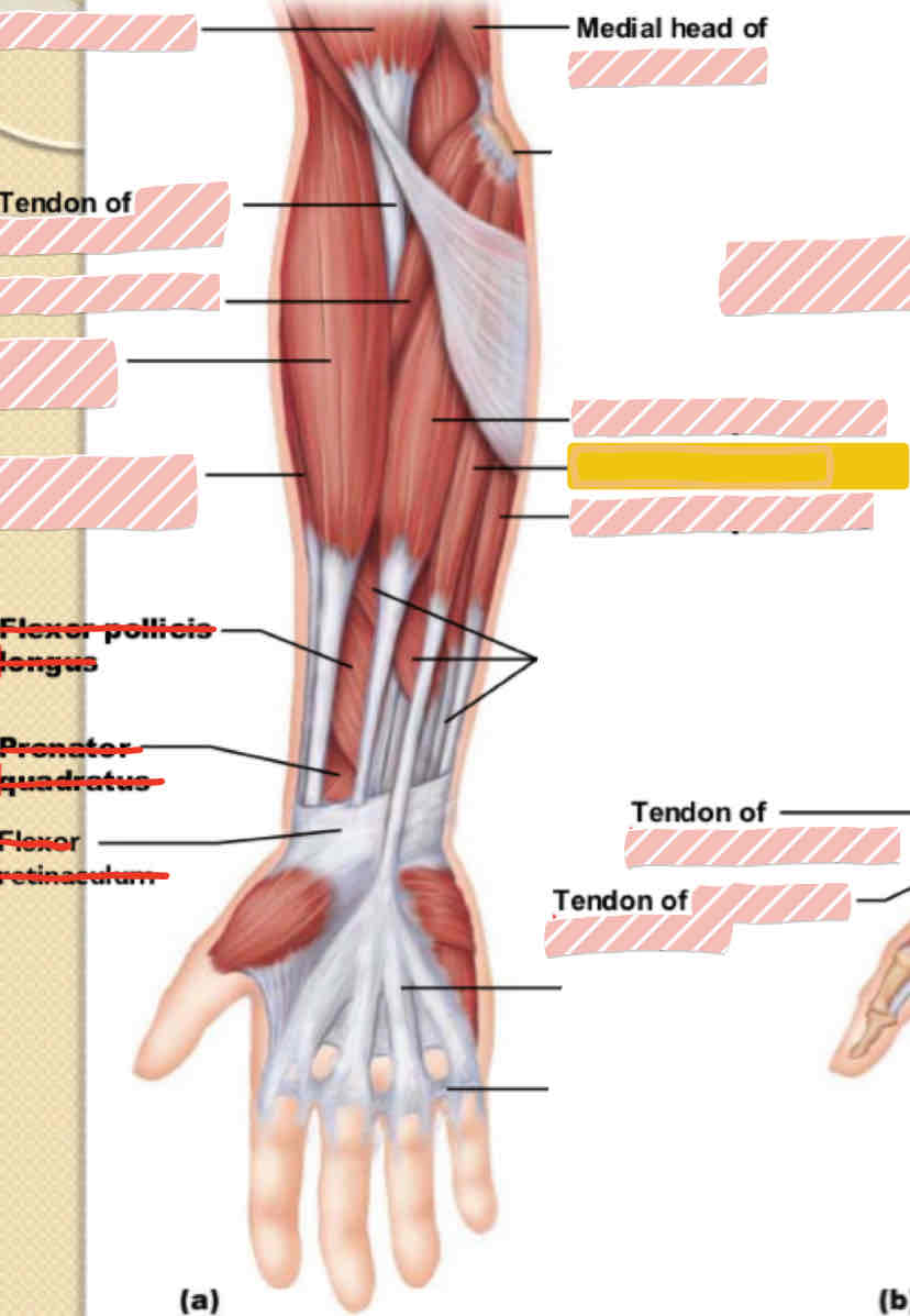 <p><span>Anterior arm</span></p>