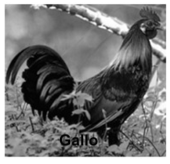 <p>Gallo, pavoreal, guajolote</p><ul><li><p>cuerpo rechoncho</p></li><li><p>buche y molleja</p></li><li><p>poicos cortos y fuertes</p></li><li><p>patas anisodadas</p></li><li><p>alas pequeñas y redondeadas</p></li><li><p>vuelos cortos</p></li><li><p>dimorfismo sexual</p></li></ul><p></p>