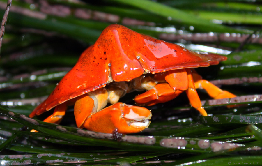 <p>Umbrella Crab</p>