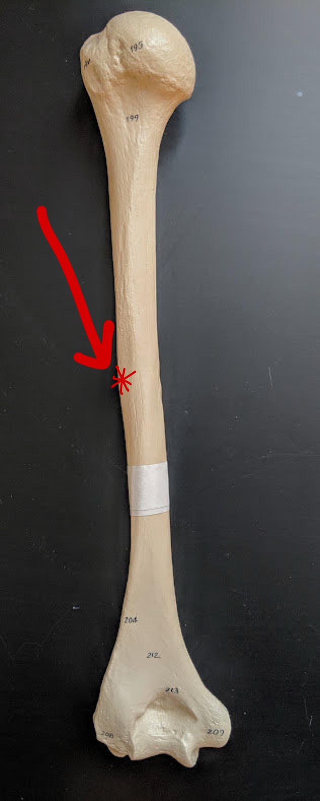 <p>Name this structure</p>