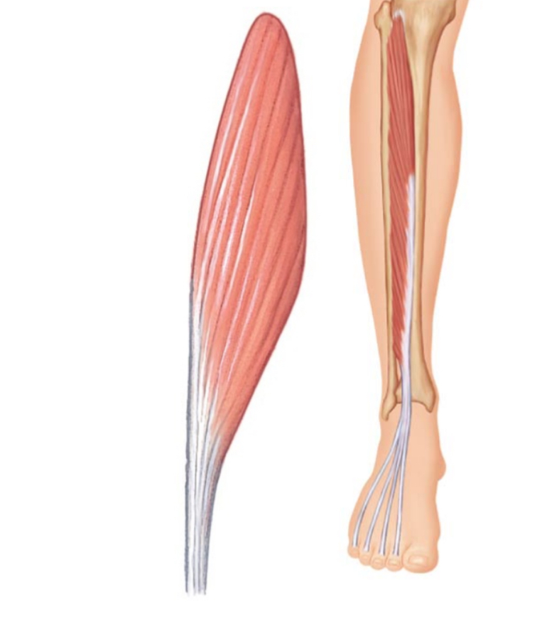 <p>A muscle arranged at one common angle to the tendon</p>