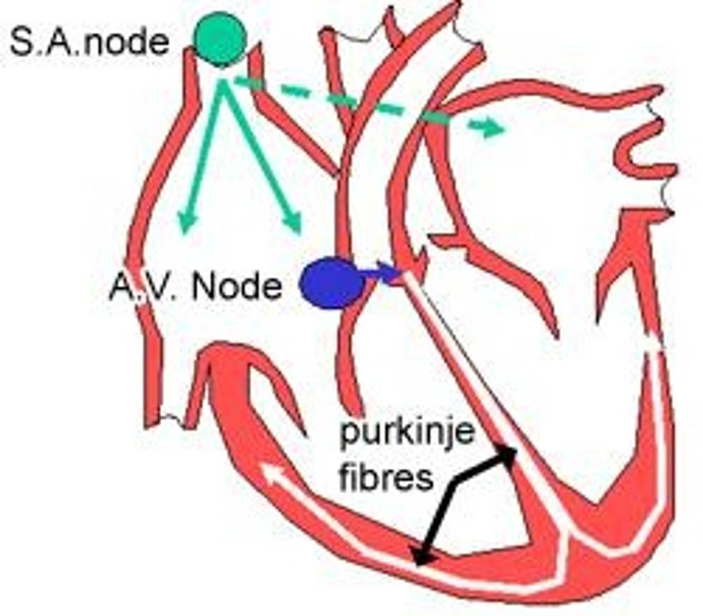<p>Modified cardiac muscle cells that are part of the heart's conduction system, specialized for impulse conduction.</p>