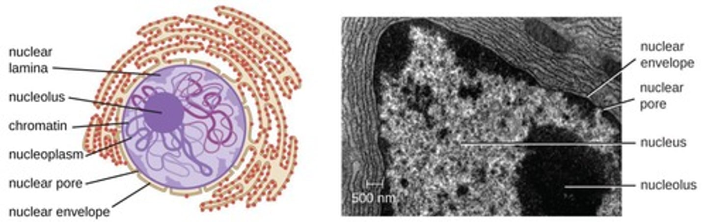 <p>The membrane-bound organelle that contains the cell's genetic material.</p>