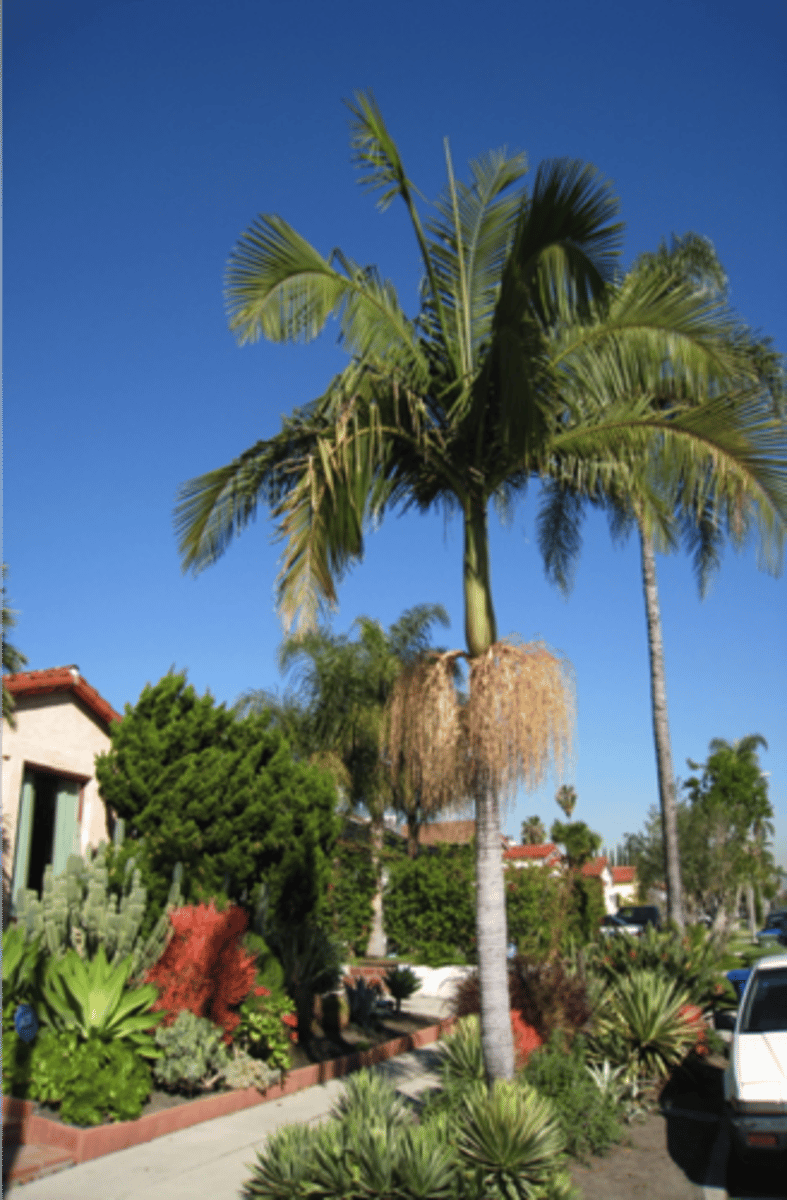 <p>King Palm</p>