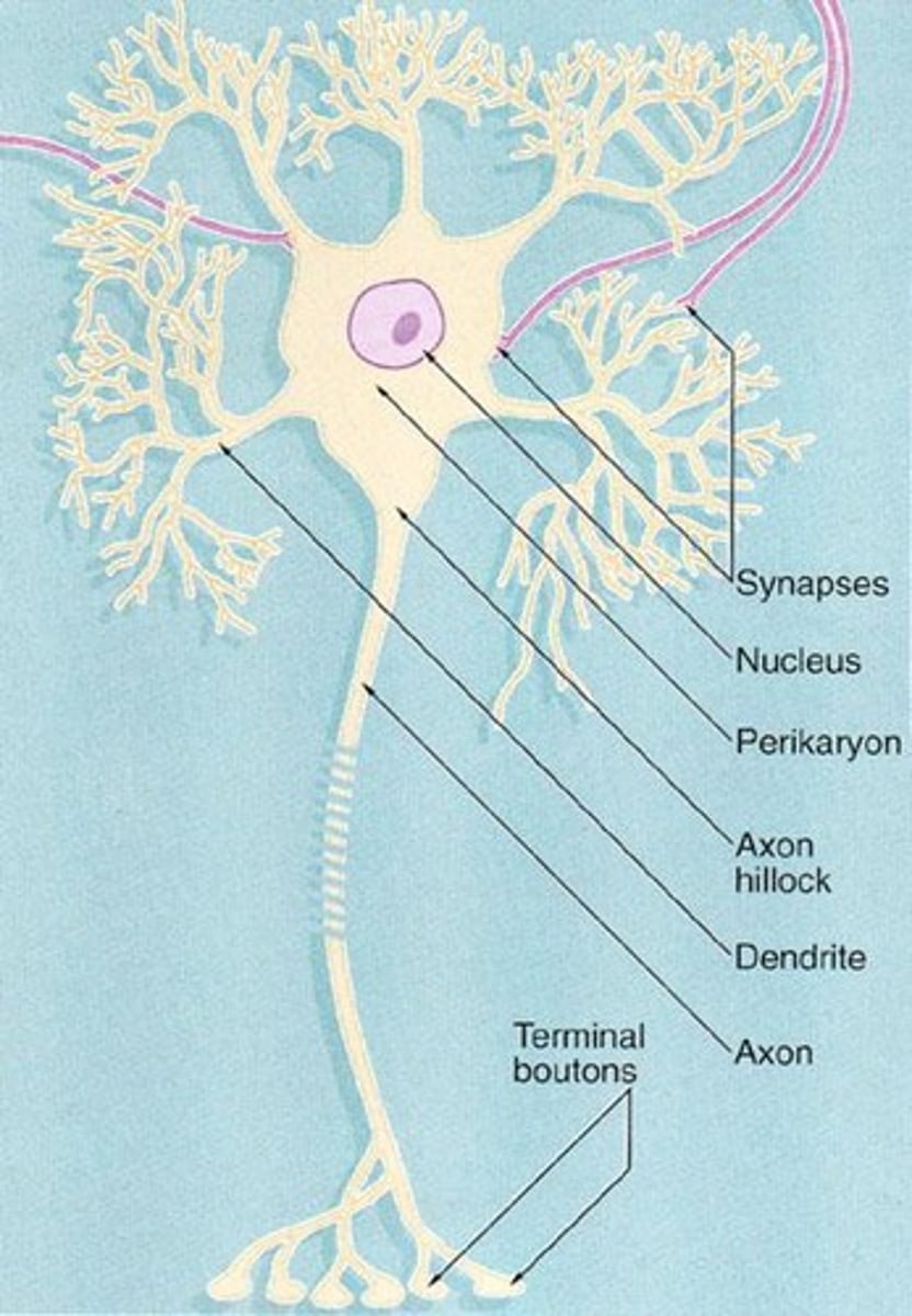 <p>It is where summation of local potentials occurs, determining if an action potential will be generated.</p>