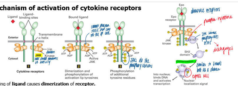 <ul><li><p>binding of a ligand causes dimerization of receptor</p></li><li><p>initially weak kinase activity of each associated JAK phosphorylates a tyrosine on the opposite JAK → conf change to activate both JAK</p></li><li><p>active JAK → phosphorylate tyrosine AAs on cytosolic tails of their receptors → serve as binding sites for STATs via a SH2 domain</p></li><li><p>JAKs phosphorylate the receptor bound STATs</p></li><li><p>phos of stats = release and dimerization thru ints involving SH2 domains </p></li><li><p>dimer of STATs cause conf change that exposes a NLS </p></li><li><p>STAT dimer translocate to the nuc for transcription</p></li></ul><p></p>