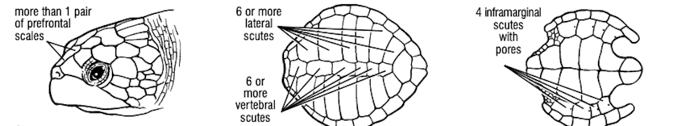 <p>What turtle species has more than 1 pair of prefrontal scales, 6 or more lateral scutes, 6 or more vertebral scutes, 4 inframarginal scutes with pores?</p>