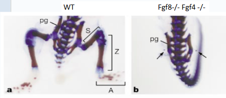 <p>What does this reverse genetics knockout show?</p>