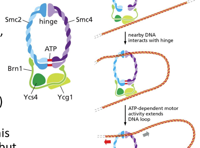 <p><span>Complex of proteins involved in chromosome condensation prior to mitosis. Target for M-Cdk.&nbsp;</span></p><ul><li><p class="Paragraph SCXW191596188 BCX0" style="text-align: left"><span>Helps with condensation and keeping things organized&nbsp;</span></p></li></ul><ul><li><p class="Paragraph SCXW191596188 BCX0" style="text-align: left"><span>To avoid sister chromatid breakage (condensation (compaction of chromatids) and resolution (resolved into separable units) via condensin must occur)&nbsp;</span></p></li></ul><p></p>