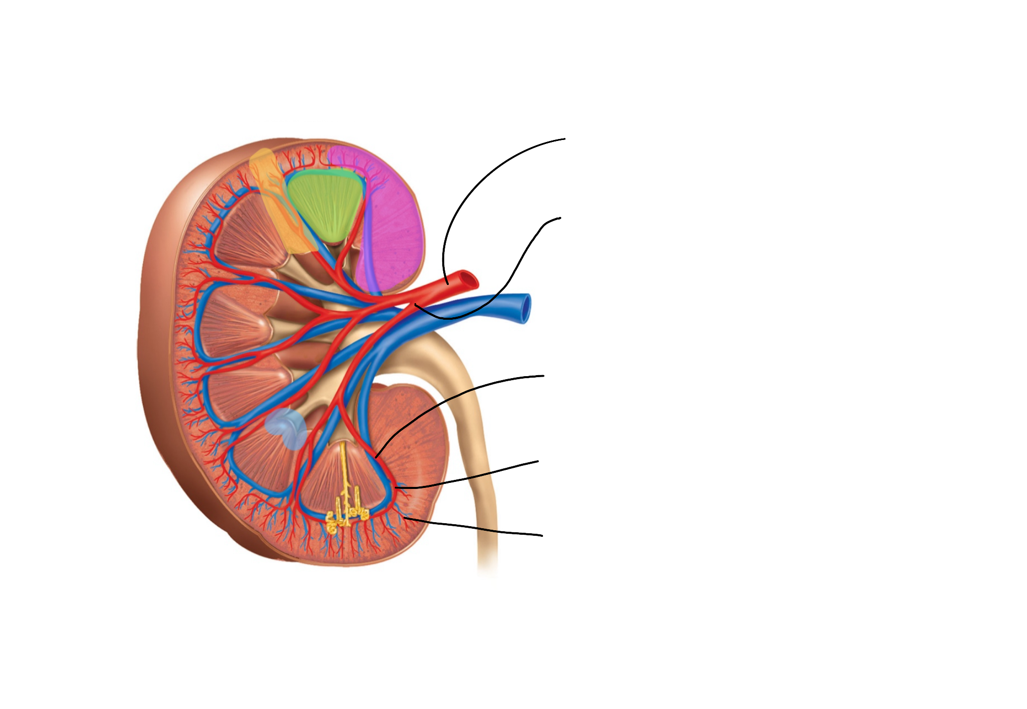 <p>vasculature of the kidney</p>