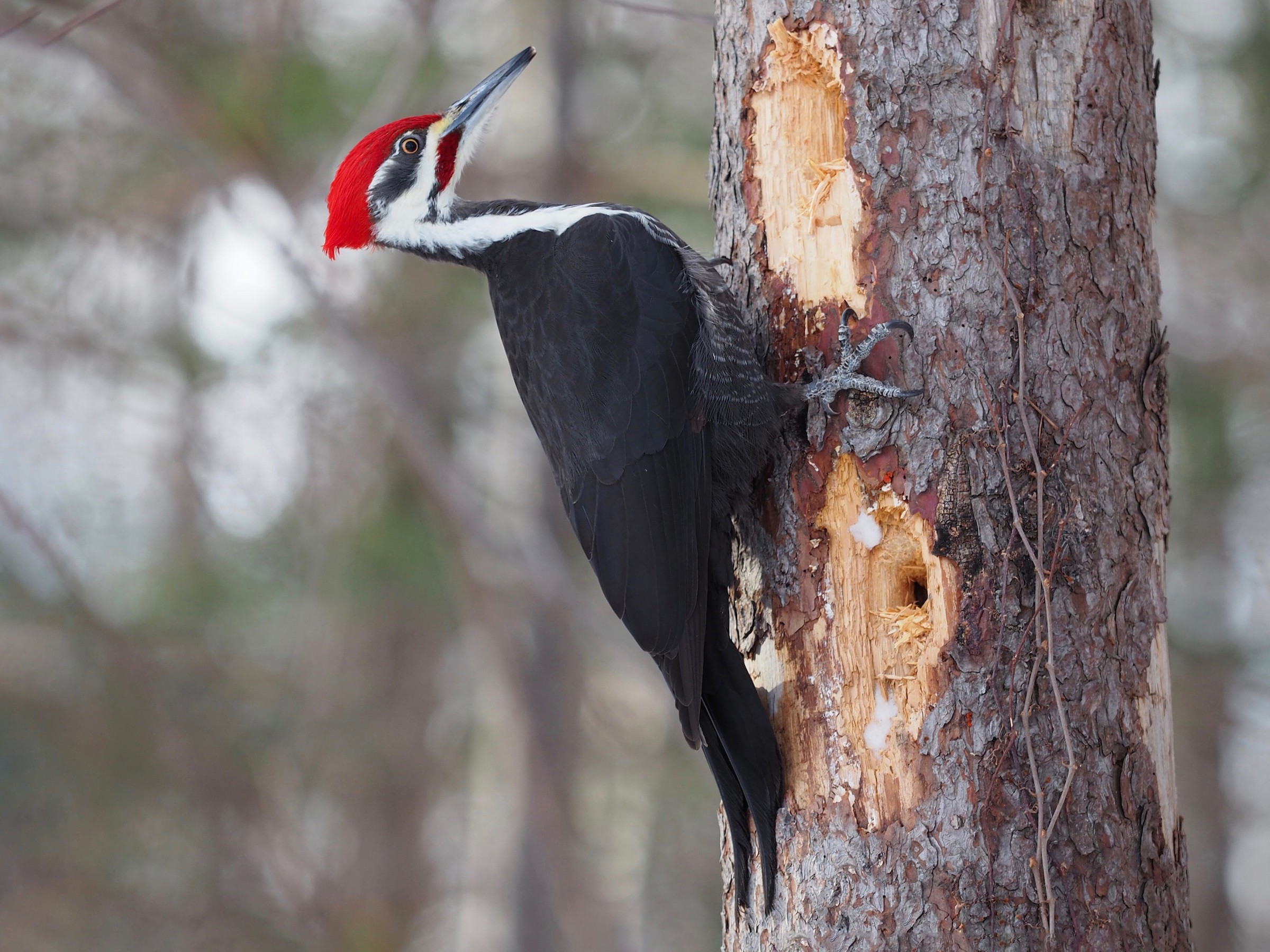 <p>Pileated Woodpecker</p>