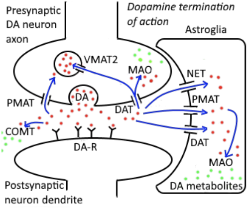 <p>specialized enzymes that break down nts into metabolites (can’t activate receptors)</p><ul><li><p>red to green in image</p></li><li><p>MAO, COMT</p></li><li><p>not the preferred way - energetically wasteful</p></li></ul><p></p>