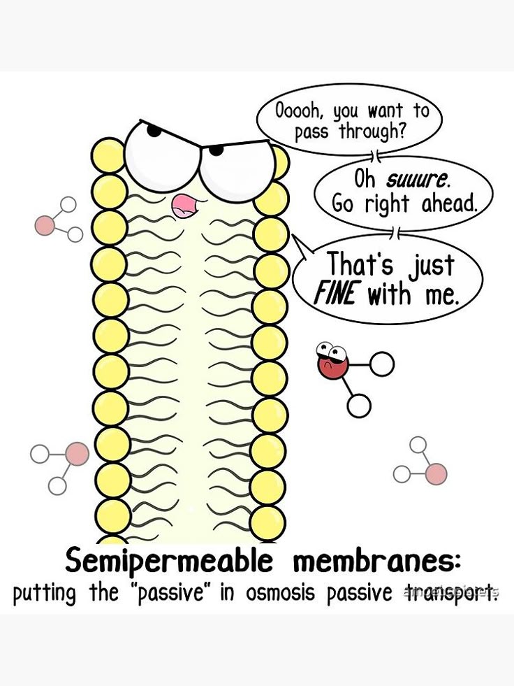 <p><strong>Cell membrane</strong></p>