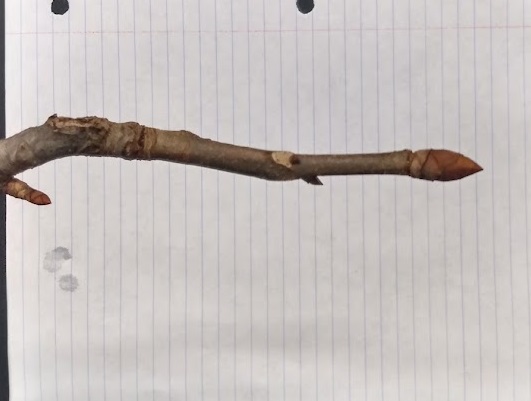 <p>imbricate scaled bud, ovoid, terminal 2/3” long, lateral buds smaller, brown, hairy margins; stout twig; NOT shiny bud</p>