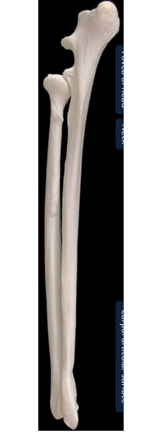 <ol><li><p>head of the radius: proximal end of radius</p></li><li><p>trochlea of radius: distal end of radius</p></li><li><p>olecranon of the ulna: biggest part of ulna, medial surf is more concave than lateral</p></li><li><p>olecranon tuberosity of ulna: proximal end is grooved cranially, enlarged &amp; rounded caudally </p></li><li><p>anconeal process of ulna: distal part of olecranon</p></li><li><p>trochlear notch of ulna: semilunar shaped articular surf</p></li><li><p>styloid process</p></li></ol><p></p><p><em>ulna is longer &amp; to right of radius </em></p>