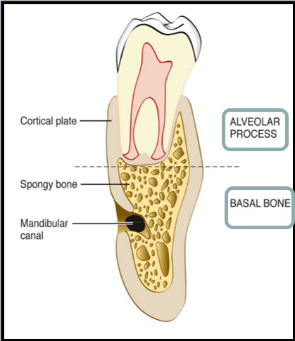 <ul><li><p>External cortical plate (compact bone)</p></li><li><p>Alveolar Bone Proper (inner socket wall; also compact)</p><ul><li><p>Bundle bone (histological name) - Where sharpey’s fiber inserts</p></li><li><p>Lamina dura (radiographic name)</p></li></ul></li><li><p>Cancellous Bone</p><ul><li><p>Found between compact bone</p></li><li><p>Interdental septum</p></li><li><p>Has blood vessels and nerves</p></li></ul></li><li><p>Basal Bone</p><ul><li><p>Below apex and not part of alveolar process</p></li></ul></li></ul><p></p>