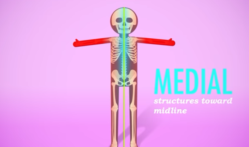 <p>Medial</p>