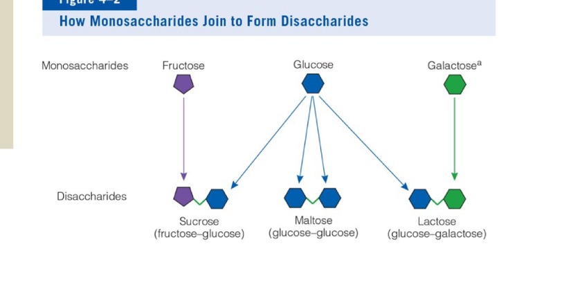 <p>all formed via condensation rain, water molecule is released</p><p>all broken via hydrolysis, usually occurs during digestion</p><p>maltose= glucose+glucose, eg barley</p><p>sucrose= glucose+fructose, eg table sugar</p><p>Lactose=glucose+galactose, eg milk</p><p></p>