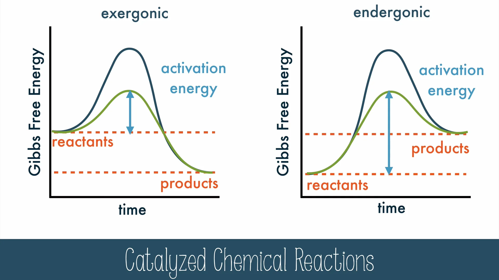 right: cellular respiration, <br />left: dehydration synthesis