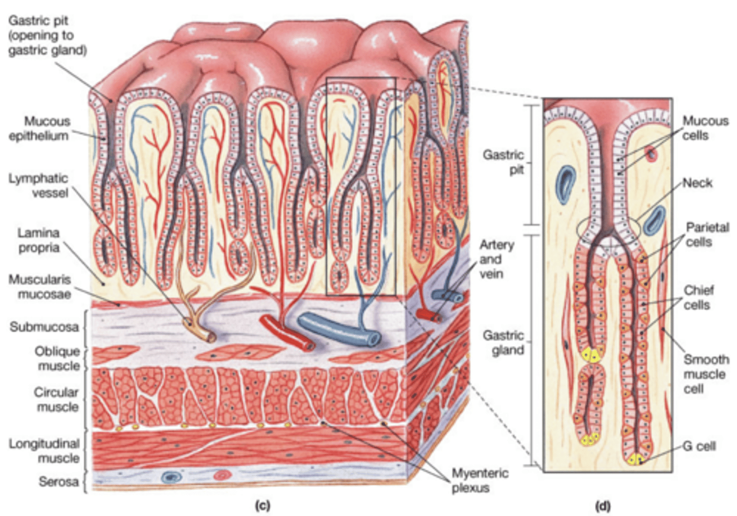 <p>- mucosal layer (epithelium) -&gt; covered w/gastric pits that contain gastric glands</p><p>- stretch receptors simulate secretion of gastric juice (pepsinogen, HCL, mucus)</p><p>- chief (zymogenic) cells -&gt; pepsinogen; near base of gastric gland</p><p>- parietal cells -&gt; H+ and Cl- and intrinsic factor -&gt; decr. pH for pepsin activity and unfolds proteins to be digested</p><p>- mucous (goblet) cells -&gt; secrete alkaline mucus -&gt; protect lining from acid</p>