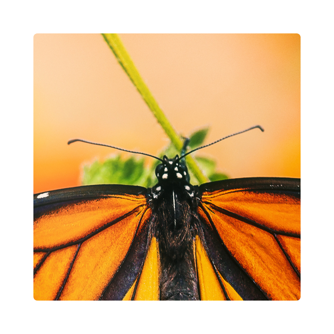 <p><span>Butterflies have long </span><strong>antennae</strong><span> on their heads.</span></p>