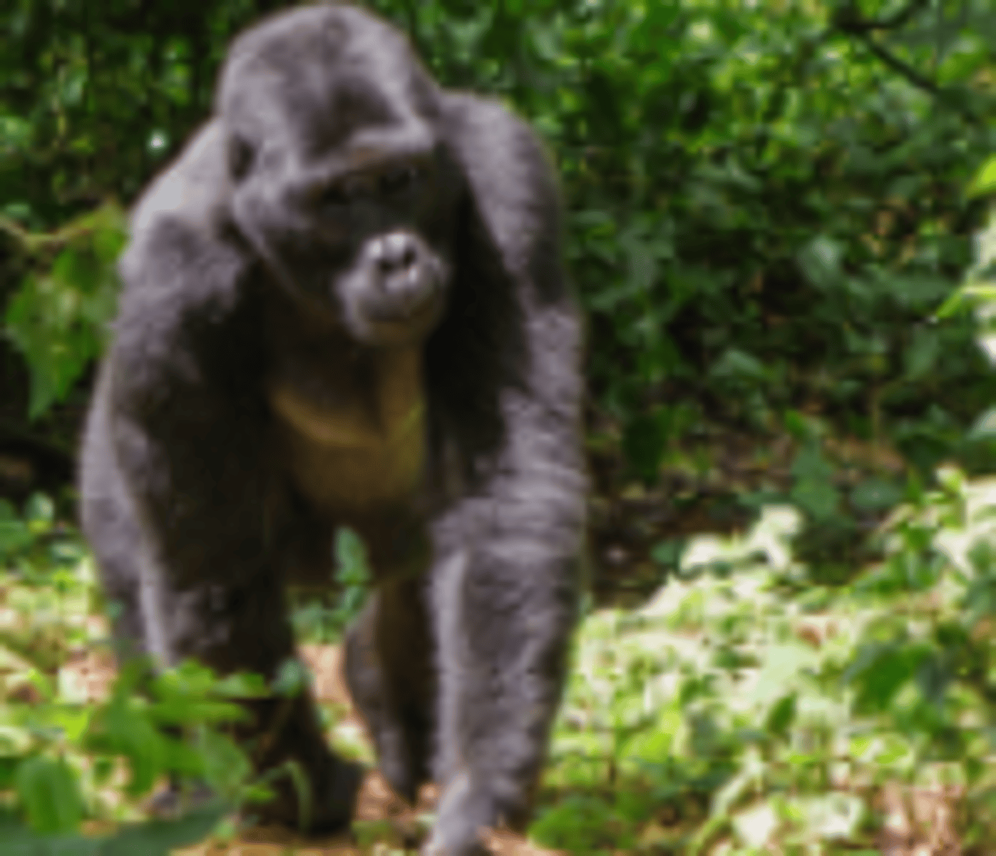 <p>Sexually dimorphic in weight</p><p>More terrestrial then lesser apes</p><p>No ischial callosities</p><p>Build Nests</p>