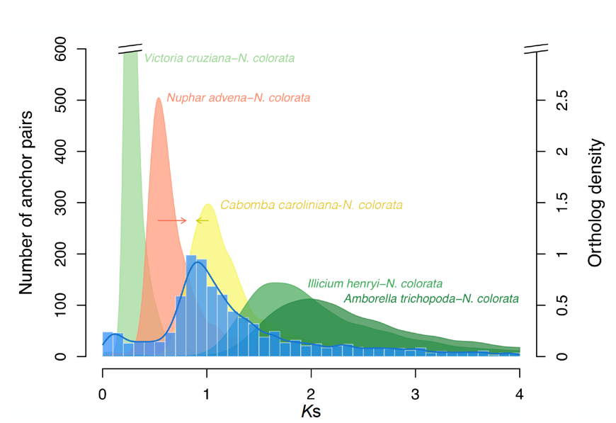 <p><strong>Relative timing</strong> refers to determining the order of events <strong>without knowing their exact dates</strong>. In the context of genome duplications, it means figuring out <strong>whether a whole genome duplication (WGD) happened before or after</strong> the divergence of two species — for example, "the WGD occurred after species A and B split from a common ancestor."</p><p class="">It’s based on comparing <strong>Ks (synonymous substitution) values</strong> of paralogs (gene duplicates) and orthologs (genes between species) to place events in a <strong>timeline relative to each other</strong>, not in absolute years.</p>