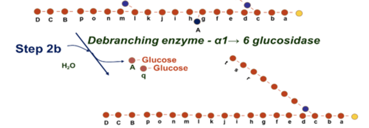 <p>removal of branches</p><p>- hydrolysis of alpha 1 ->6 linkages by debranching enzyme alpha 1 -> 6 glucosidase</p>