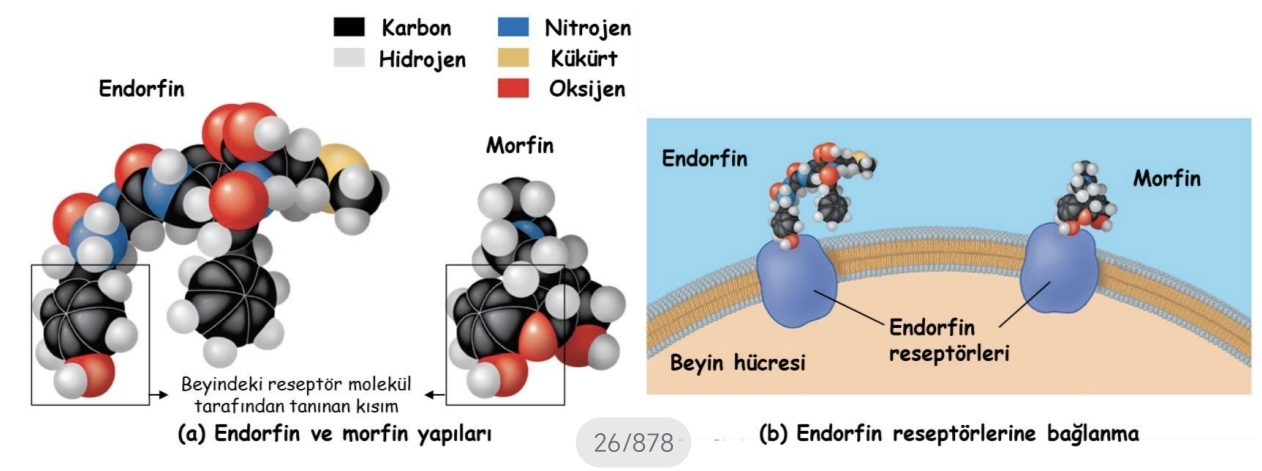 <p>Bir molekülün biyolojik işlevi onun biçimi ile ilişkilidir.</p><p>Bir molekül kendine özgü büyüklük ve biçime sahiptir.</p><p>Bir molekülün özgül biçimi, onun hücre içindeki işlevi için genellikle çok önemlidir.</p><p>Biyolojik moleküllerin birbirlerini tanıyarak tepki vermeleri, onların biçimleri tarafından belirlenir.</p><p>Biçimsel tamamlayıcılık, iki molekül arasında zayıf bağlar kurulmasına yardımcı olur.</p>