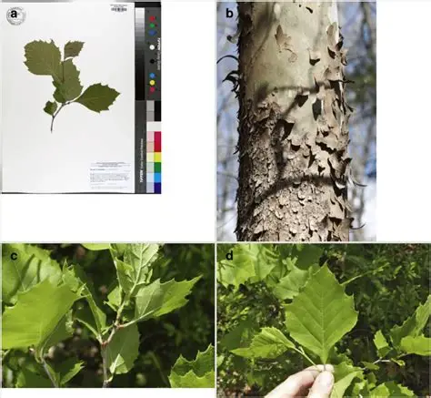 <p>American Sycamore</p>