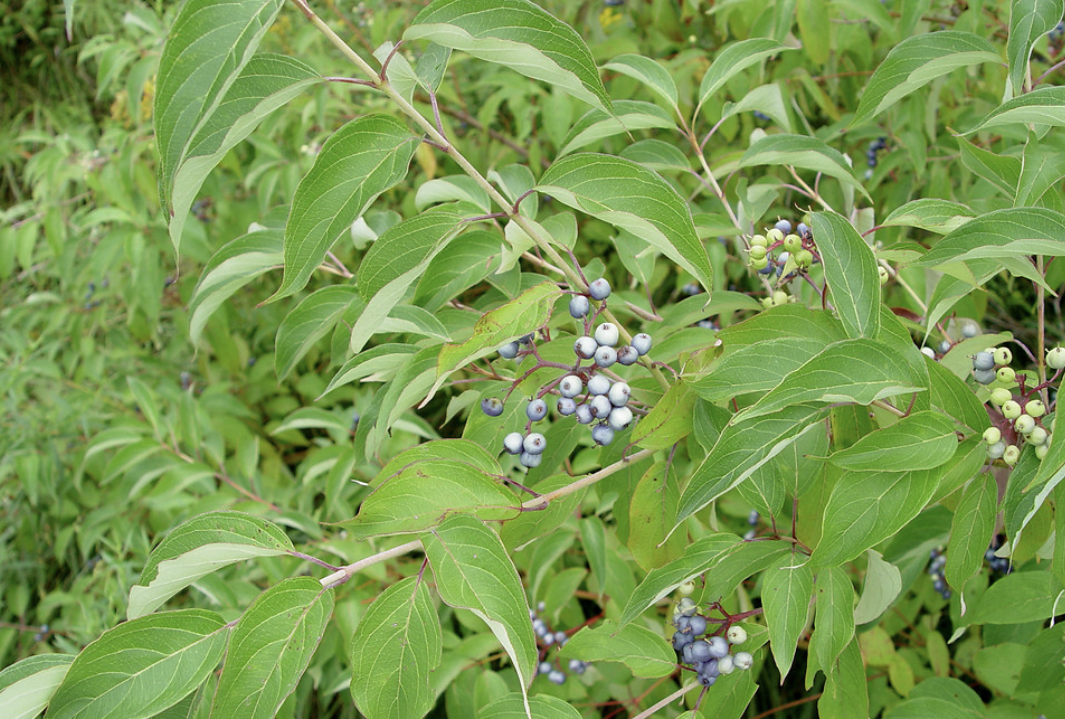 <p><em>Swida (Cornus) amomum</em></p><p>Cornaceae</p>