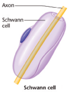 <p><span style="font-family: Aptos, sans-serif; line-height: 107%;"><span>leveren voedingstoffen aan en bouwen </span><em><span>myelineschede </span></em><span>rondom axonen in perifeer zenuwstelsel </span></span></p>