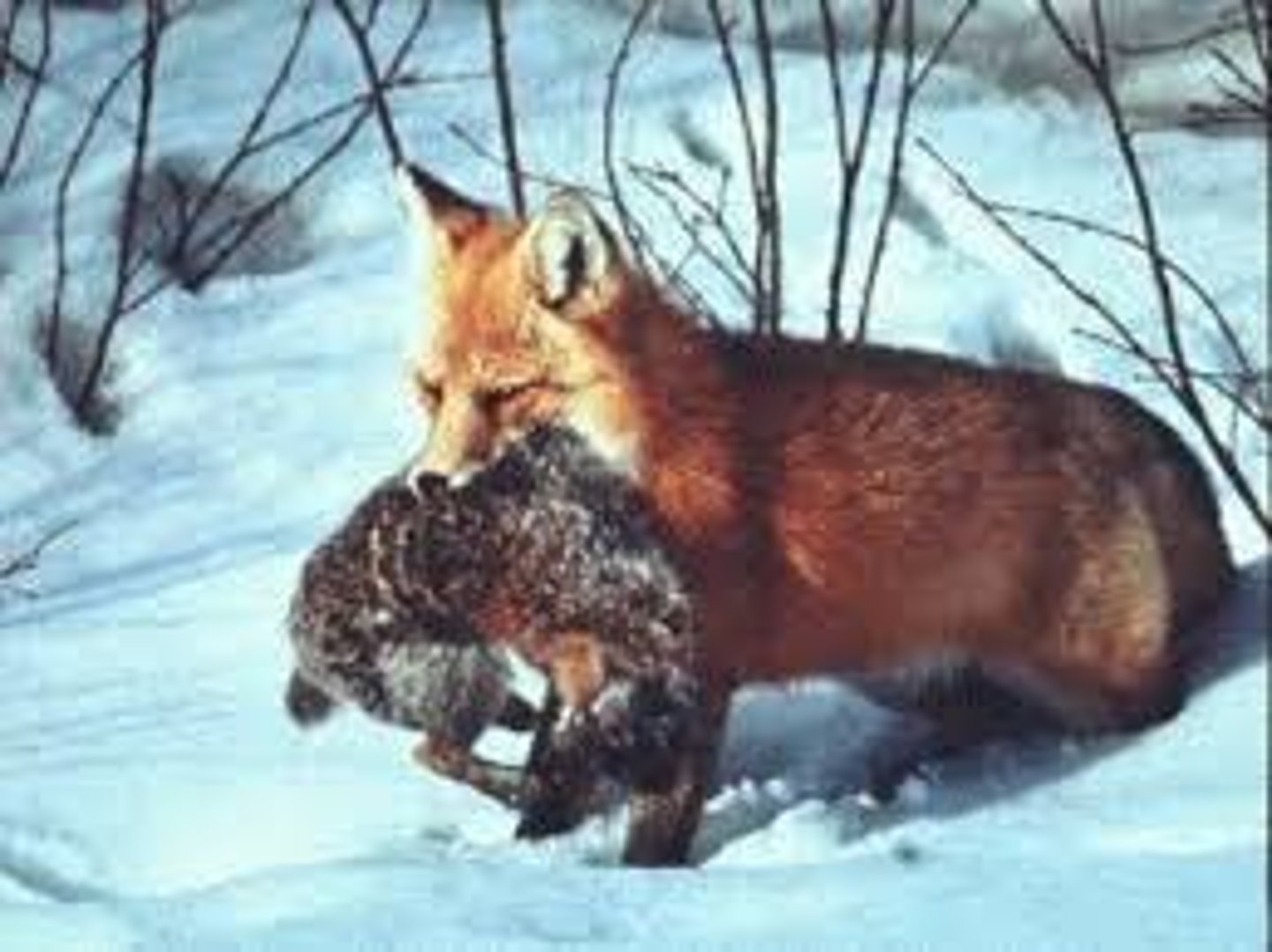 <p>(v.) to cut or take from (or as if from) a quarry; (n.) a place from which stone is taken; something that is hunted or pursued</p><p>Syn: prey, game, victim, excavation, mine.</p>