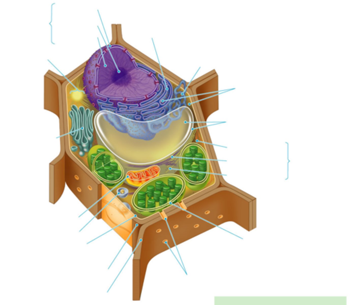 <p>1. chloroplasts</p><p>2. central vacuole</p><p>3. tonoplast</p><p>4. cell wall</p><p>- made of cellulose we can't digest but helps digestion</p><p>5. plasmodesmata</p>
