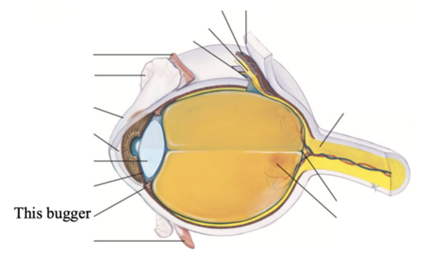 <p>Structure surrounding the lens that connects the choroid and iris. It contains ciliary muscles, which control the shape of the lens, and it secretes aqueous humor.</p>