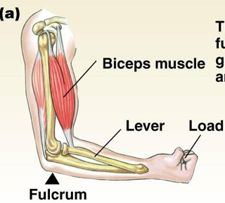 <p>elbow is fulcrum</p><ul><li><p>need a balance of rotational forces to hold arm steady (weight of arm vs force from biceps)</p></li></ul><p>biceps attachment point is 5cm from fulcrum</p><ul><li><p>trade-off between velocity of contraction (closer to fulcrum) and weight that can be lifted (further from fulcrum)</p></li></ul>