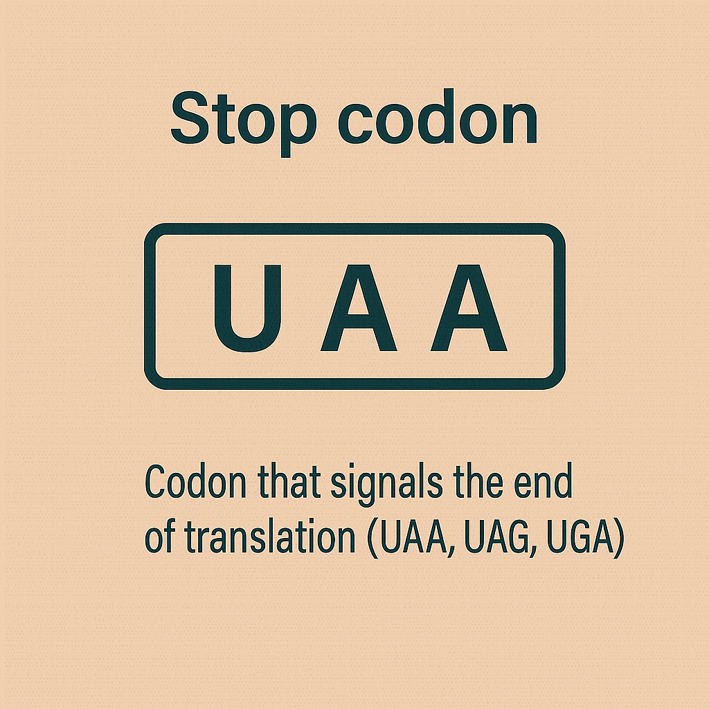 <p>Stop codon</p>