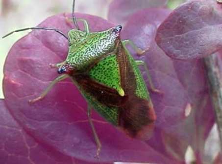 <ul><li><p>piercing-sucking mouthparts; mandibles and maxillae modified to stylets (pierce) held in a rostrum (tube, modify labium)</p></li><li><p>forewing hemelytra, create an &quot;X&quot; pattern on the back</p></li><li><p>well-developed pronotum and triangular scutellum</p></li><li><p>shield-like body shape</p></li><li><p>noxious odor from abdominal glands</p></li><li><p>phytophagous</p></li></ul>