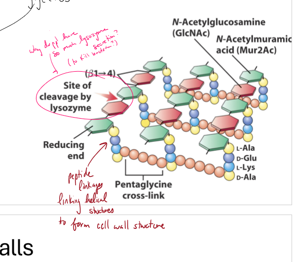 <p>Describe the peptidoglycan structure</p>