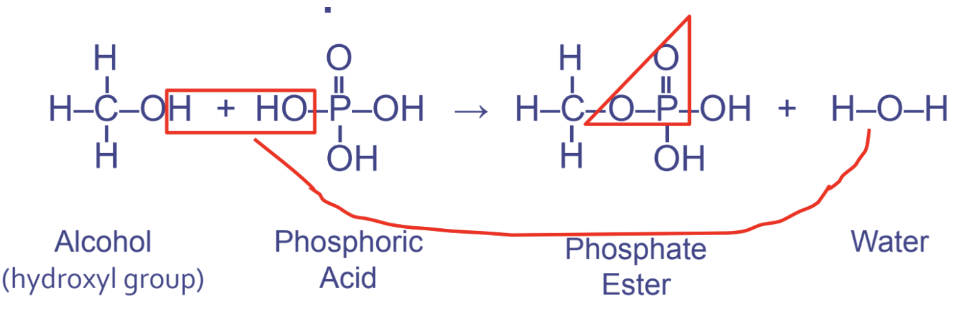 <ul><li><p>btwn hydroxyl (1st) and phosphate (2nd)</p></li><li><p>used in phospholipids and nucleic acid - instructs DNA and RNA</p></li><li><p>pattern OPO</p></li></ul>