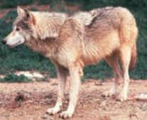 <p>Gray Wolf</p>