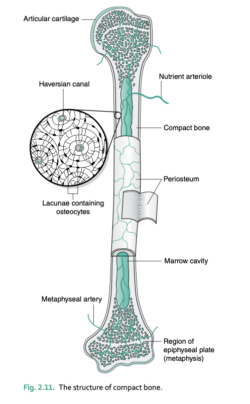 <p>calcification causes _____ to become trapped in______</p>