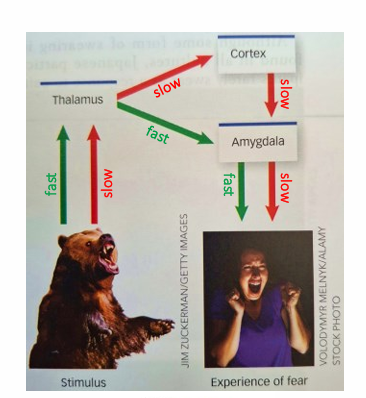 <ul><li><p>Fast pathway goes from the thalamus to the amygdala and only says&nbsp;‘is this good or bad’</p></li><li><p>Slow pathway goes from the thalamus to the cortex and then to the amygdala and questions what is going on which takes a longer time</p></li></ul><p></p>